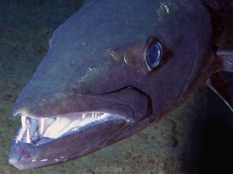 scuba diving bonaire