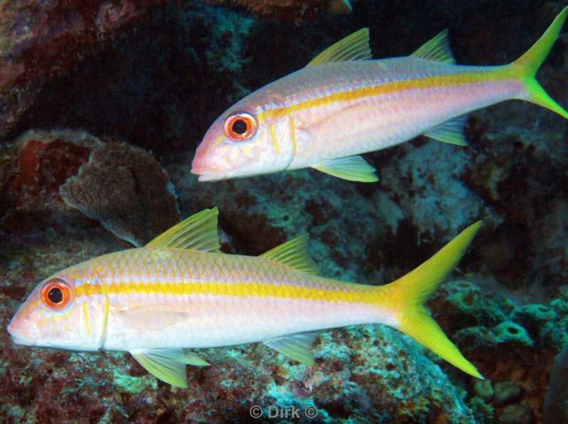 duiken bonaire