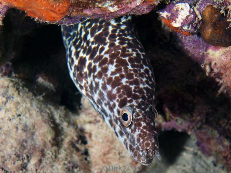 scuba diving bonaire