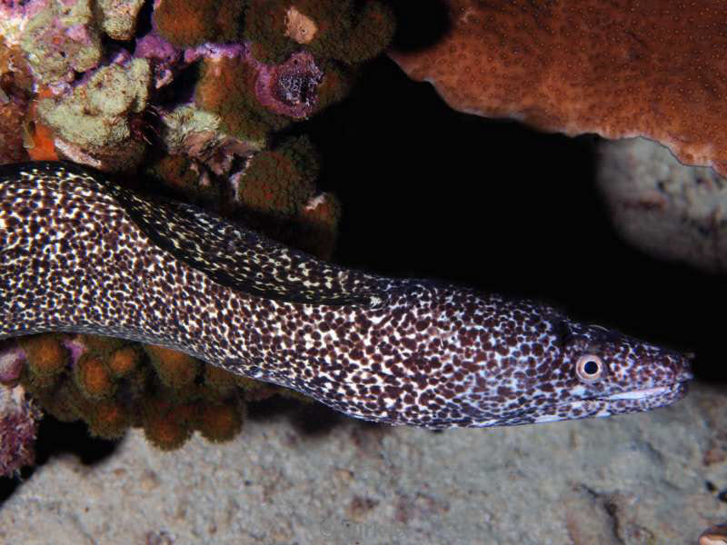 scuba diving bonaire