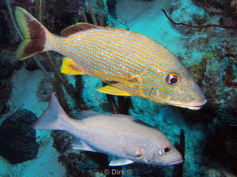 scuba diving bonaire