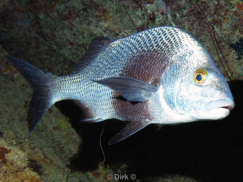 scuba diving bonaire