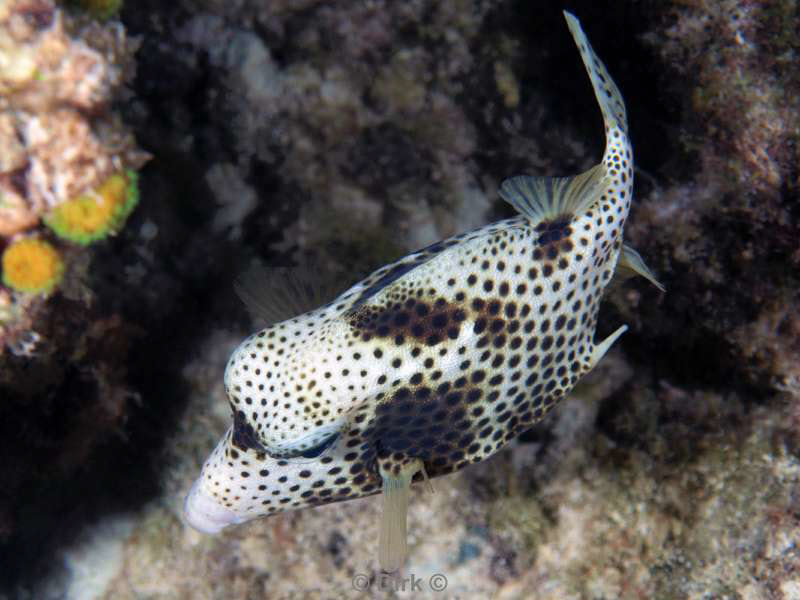 scuba diving bonaire