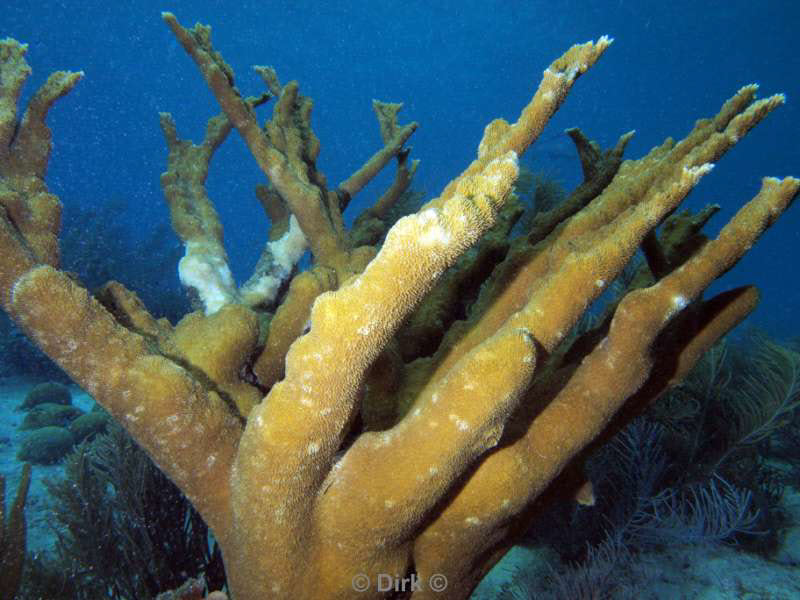 scuba diving bonaire