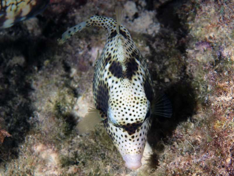 scuba diving bonaire