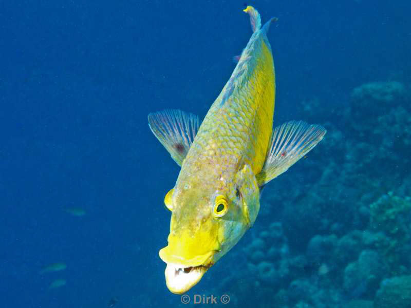 scuba diving bonaire