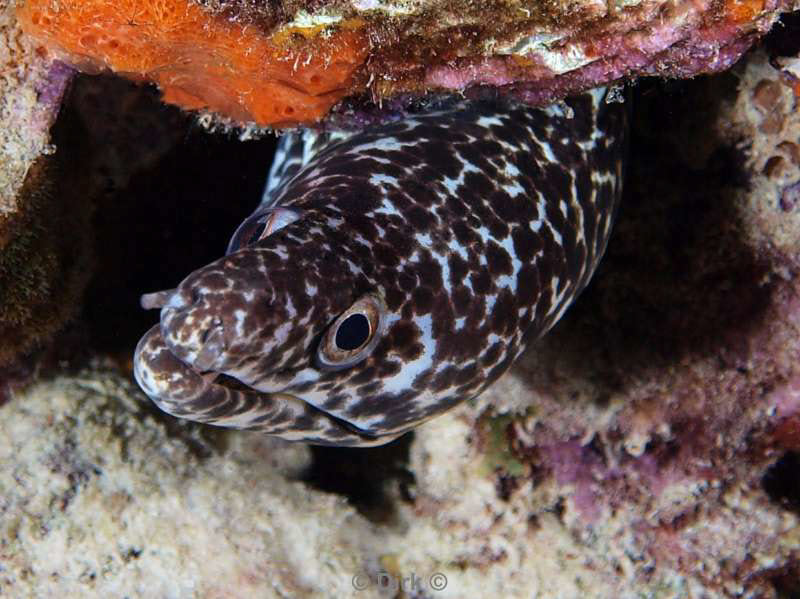 scuba diving bonaire