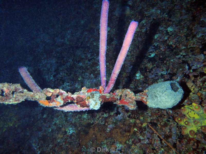 scuba diving bonaire