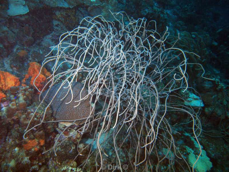 scuba diving bonaire