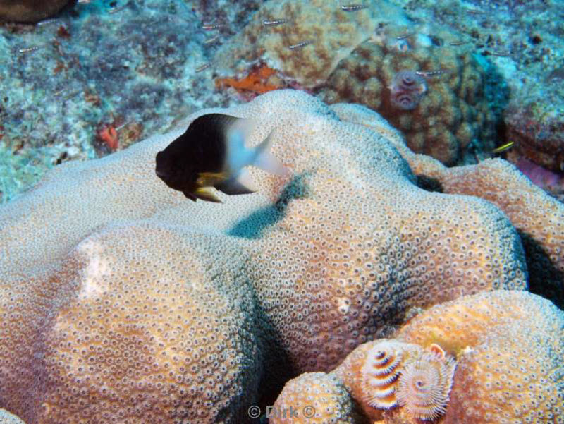 scuba diving bonaire