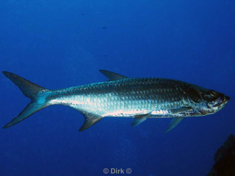 scuba diving bonaire