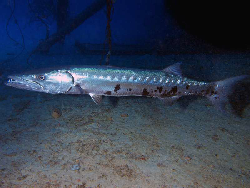 scuba diving bonaire