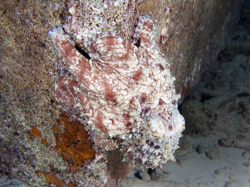 scuba diving bonaire