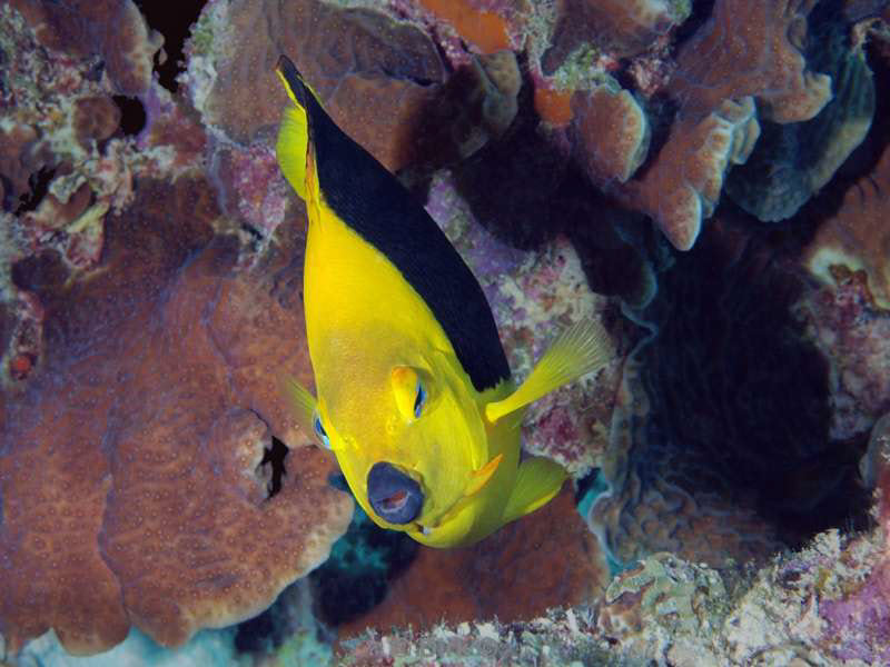 scuba diving bonaire