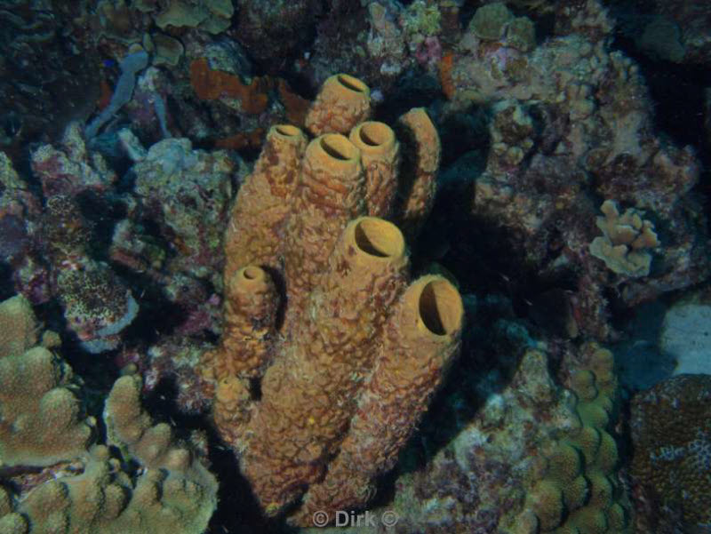 scuba diving bonaire