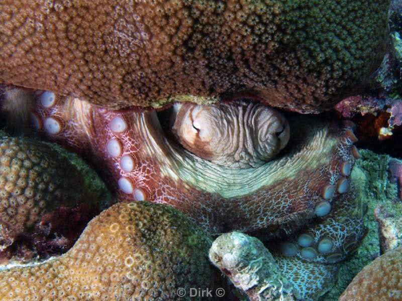 scuba diving bonaire