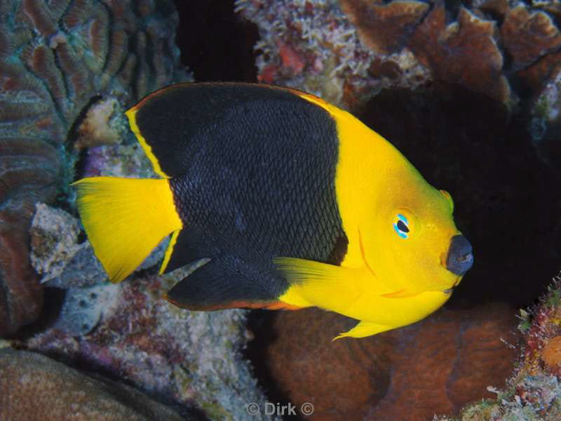 scuba diving bonaire