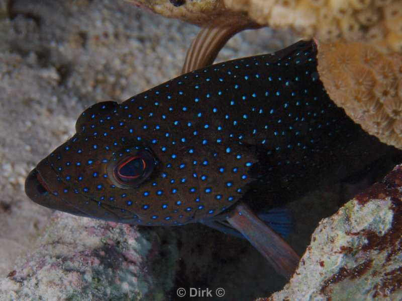 scuba diving bonaire