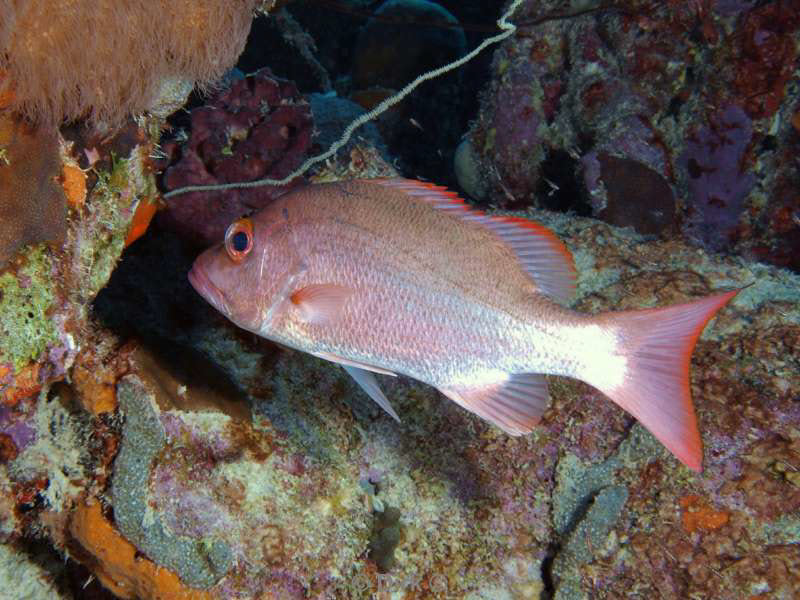 scuba diving bonaire