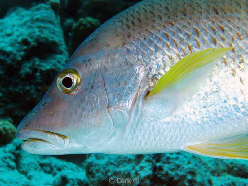 scuba diving bonaire