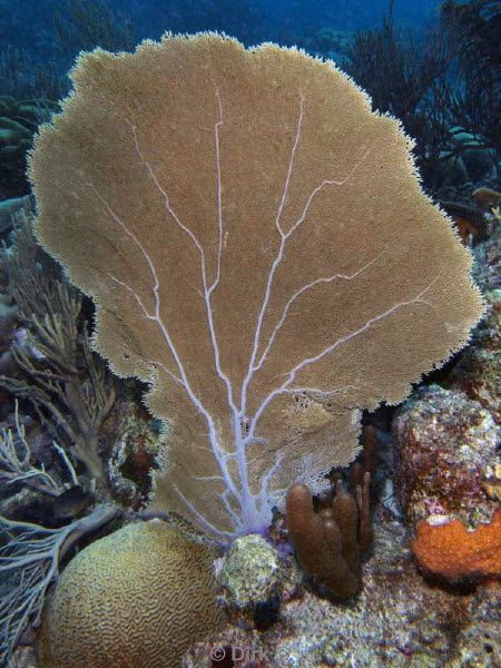 scuba diving bonaire