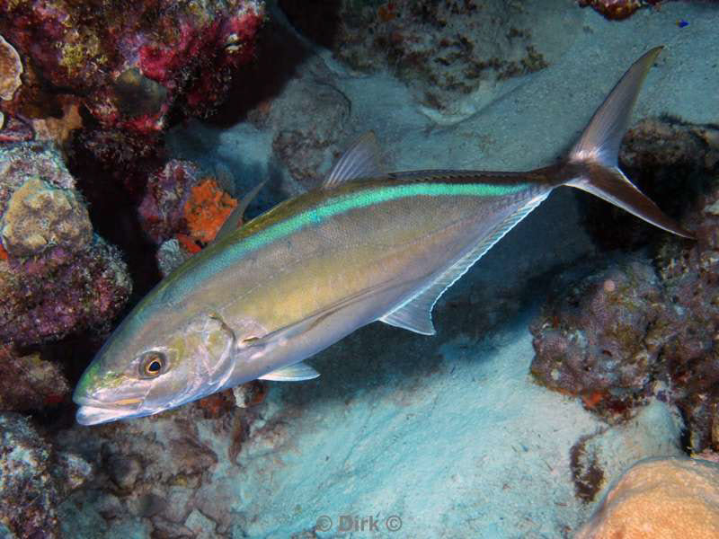 scuba diving bonaire