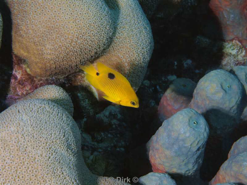 scuba diving bonaire