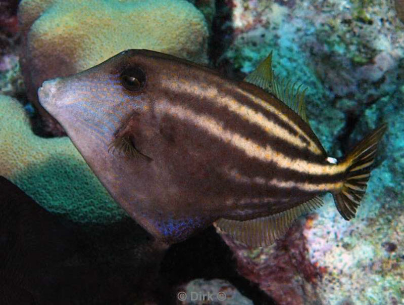 scuba diving bonaire