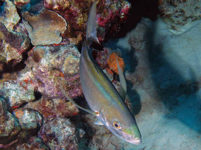 scuba diving bonaire