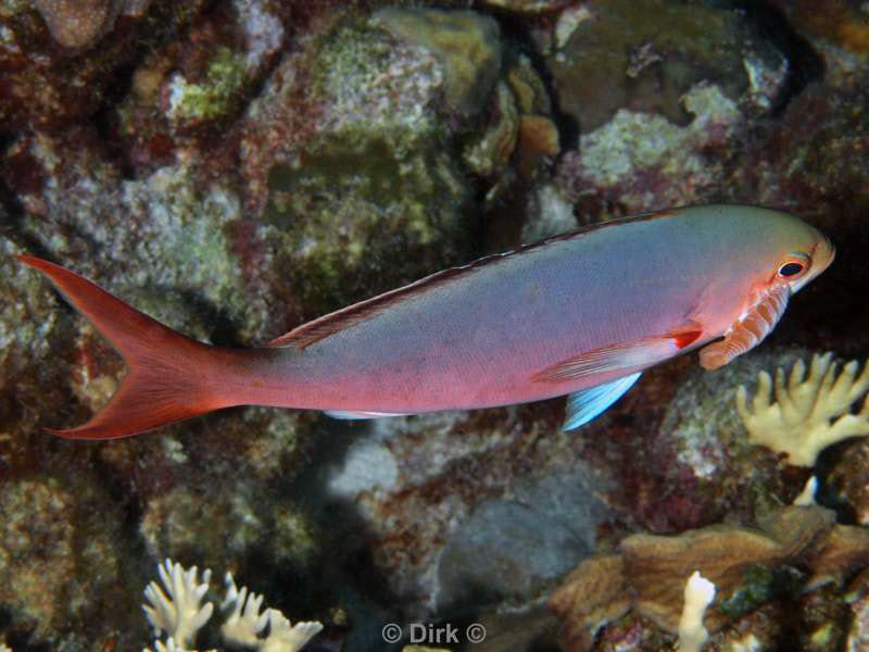 scuba diving bonaire