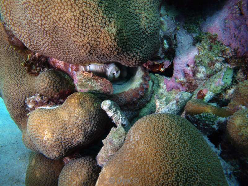 scuba diving bonaire