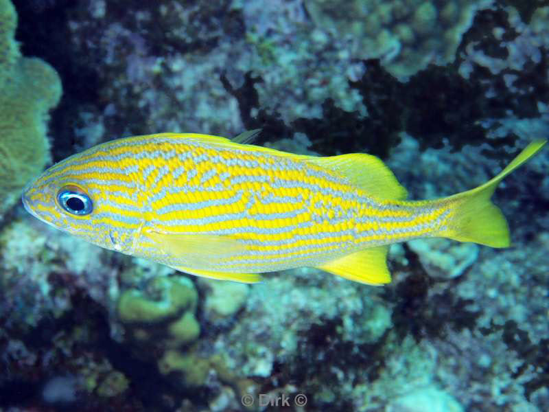 scuba diving bonaire