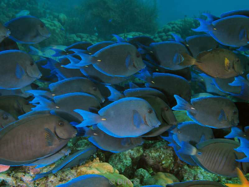 scuba diving bonaire