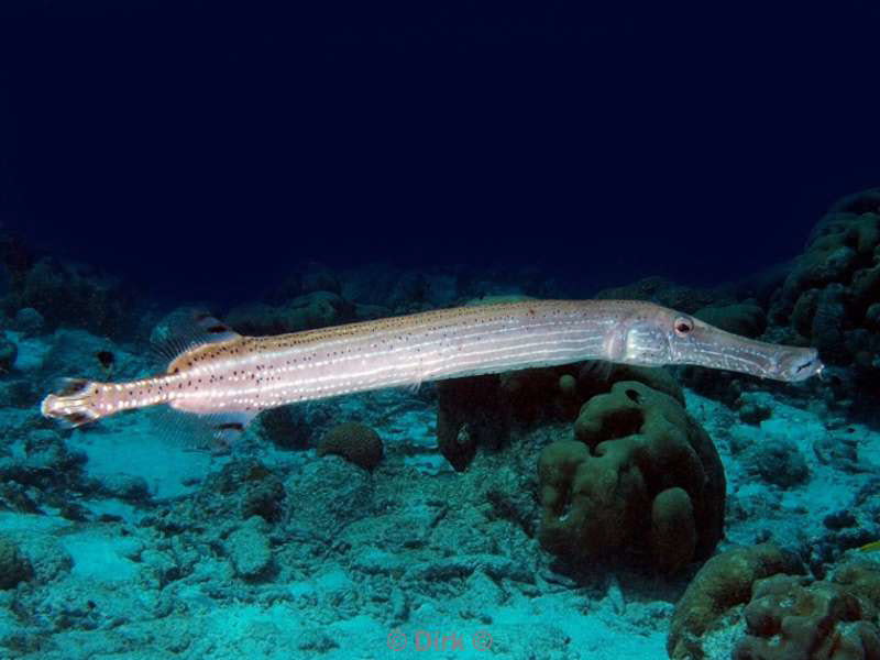 scuba diving bonaire