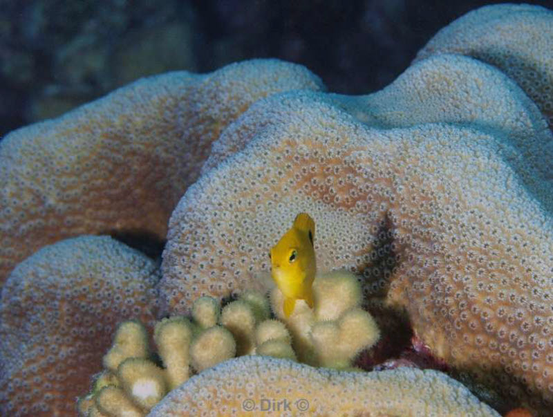 scuba diving bonaire