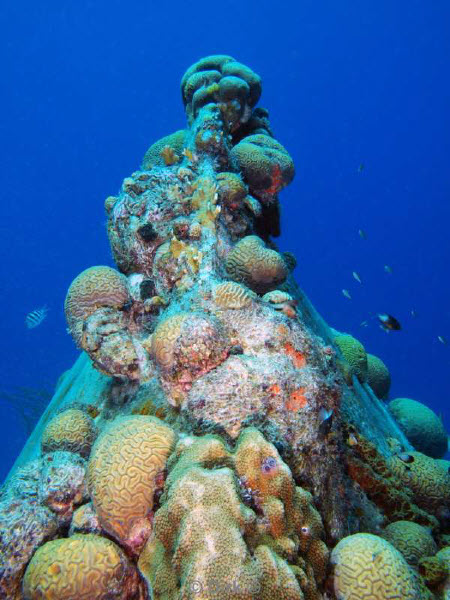 scuba diving bonaire