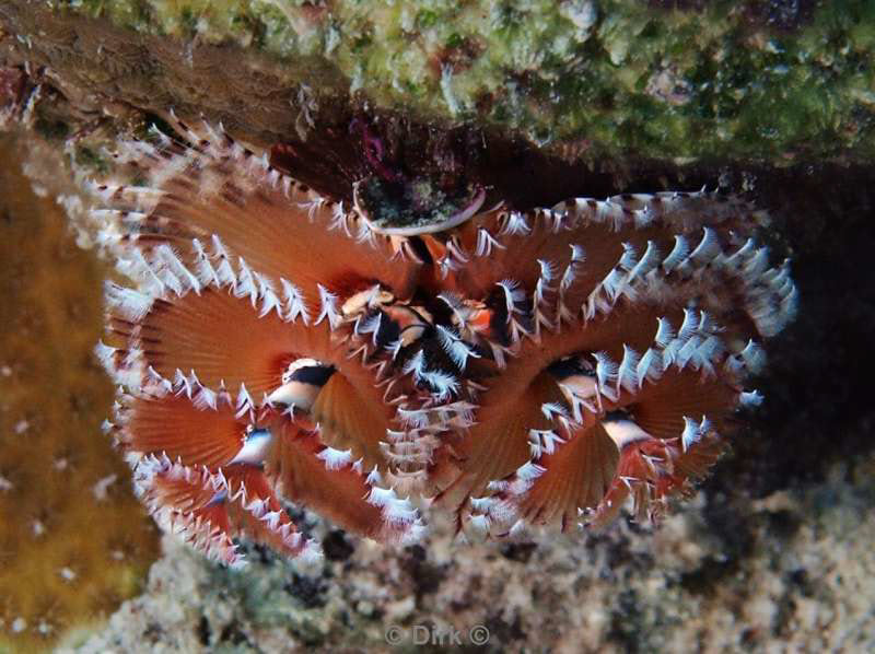 scuba diving bonaire