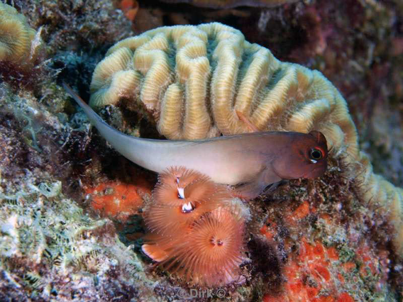 scuba diving bonaire