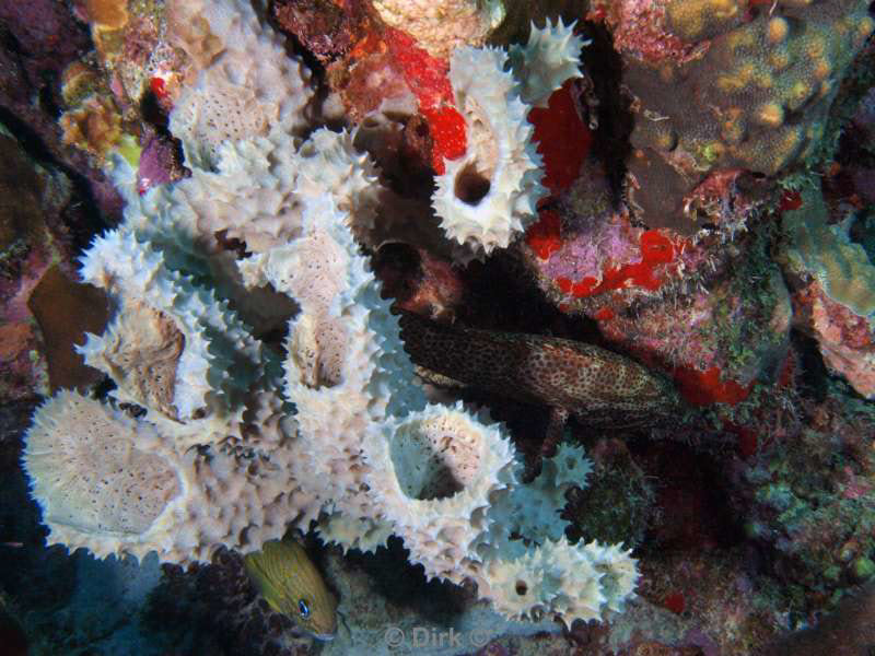 scuba diving bonaire