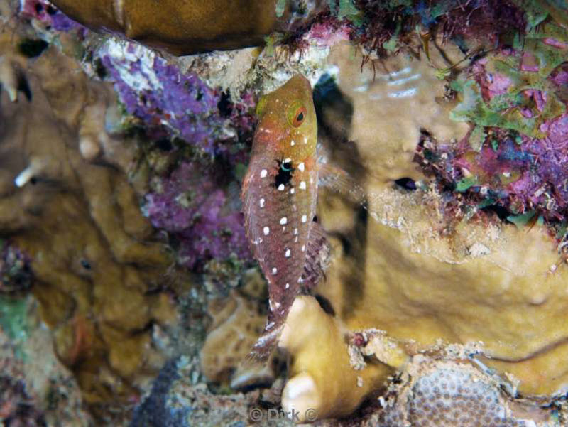 scuba diving bonaire