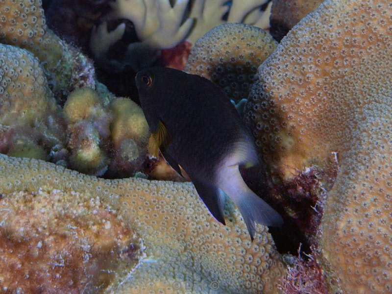 scuba diving bonaire