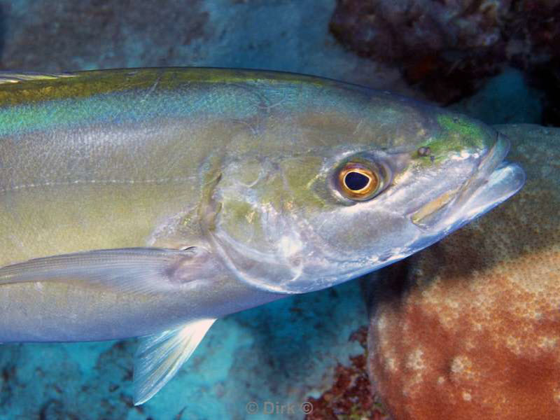 scuba diving bonaire