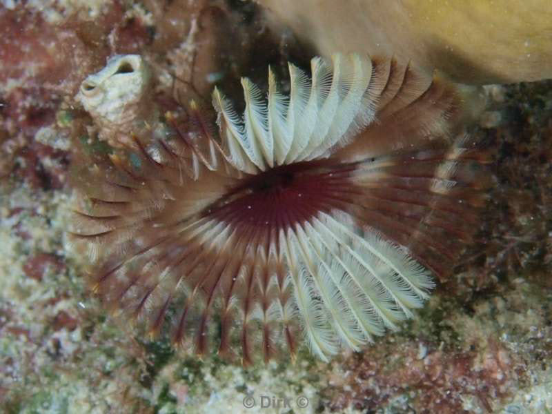 scuba diving bonaire