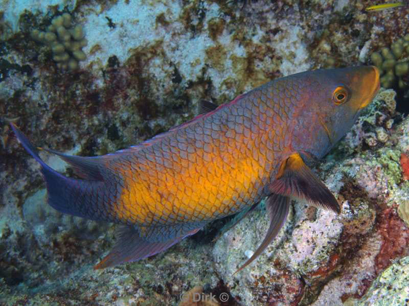 scuba diving bonaire