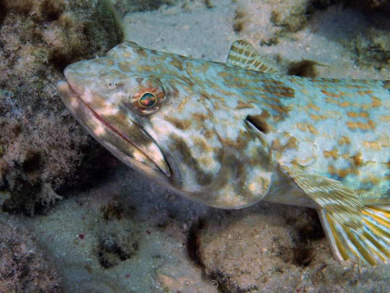 scuba diving bonaire