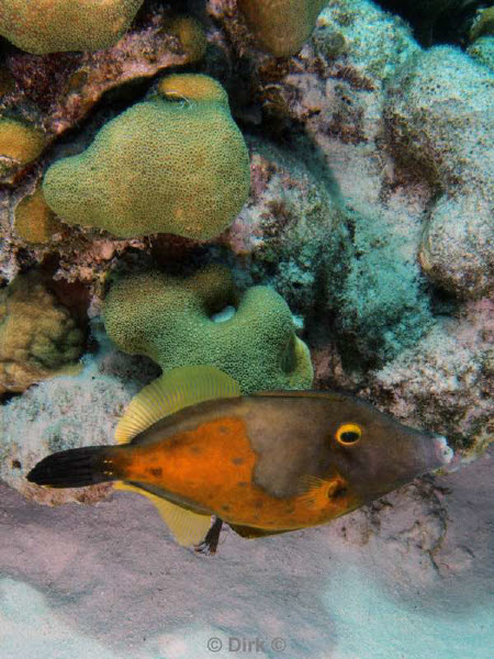 scuba diving bonaire