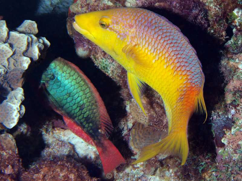 scuba diving bonaire