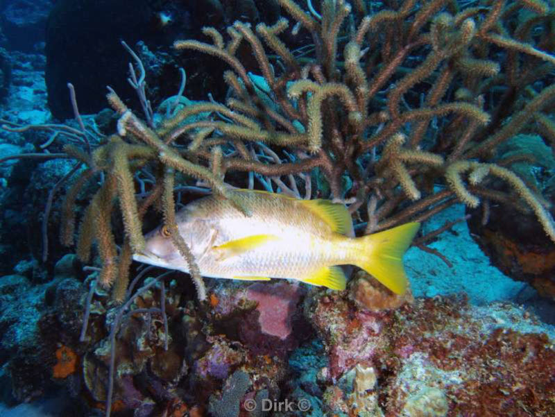 scuba diving bonaire