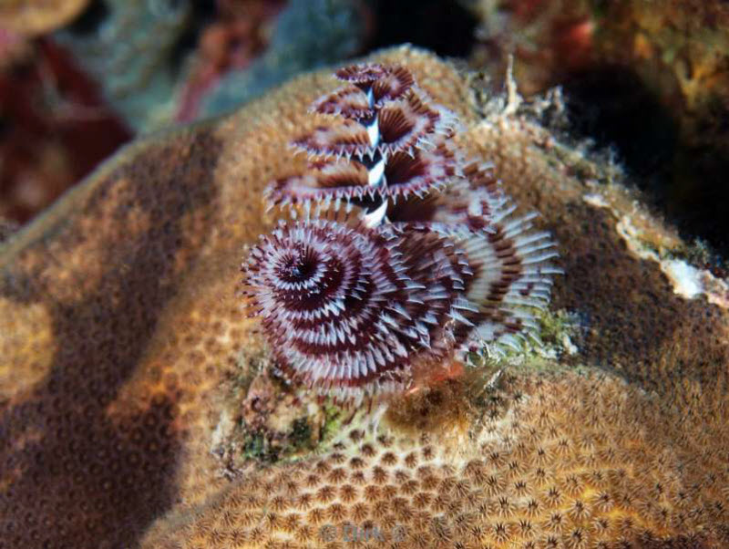 scuba diving bonaire