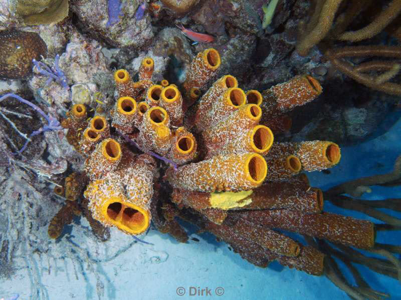 scuba diving bonaire